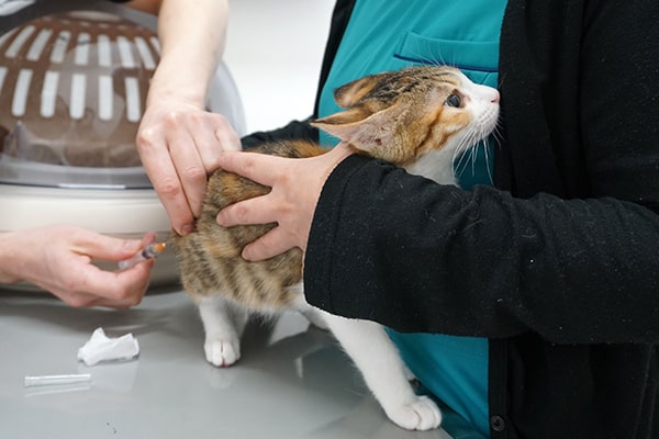 保護猫仔猫の2回目のワクチン