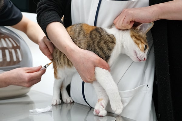 保護猫仔猫の2回目のワクチン