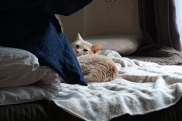 人への警戒心は猫一倍？保護猫あちゃの日常｜ベンガル猫のテトとピノ