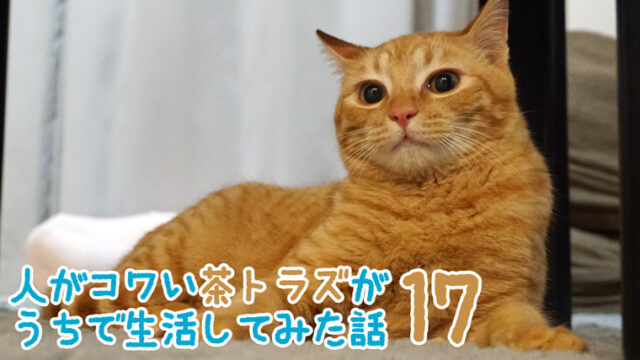 猫2匹と2年間暮らした賃貸の退去費用 敷金はいくら返ってきた ベンガル猫のテトとピノ