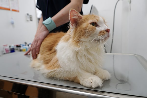 糖尿病の保護猫の預かりボランティア記録
