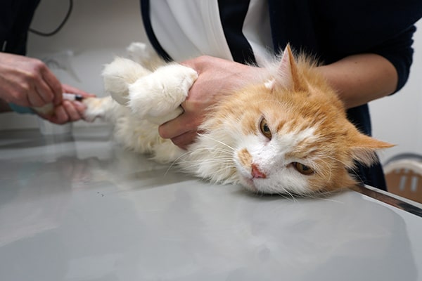 糖尿病の保護猫の預かりボランティア記録