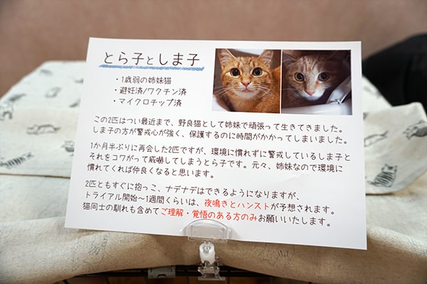 保護猫の預かりボランティア記録