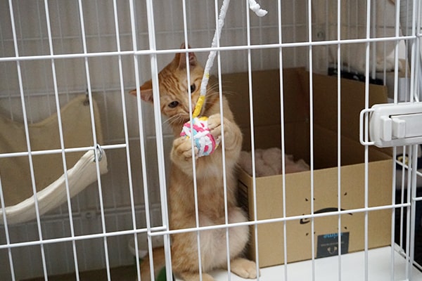 保護猫ボランティアの活動記録