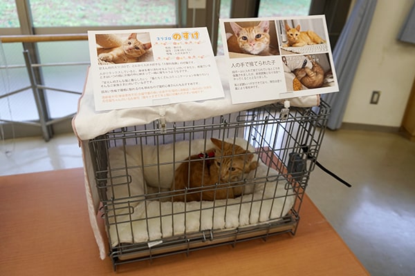 保護猫ボランティアの活動記録