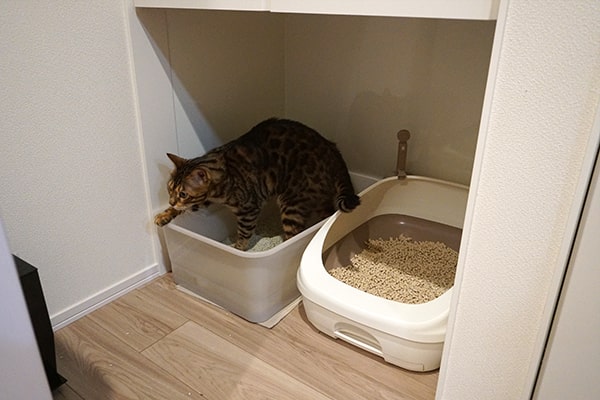 猫の飼育費用